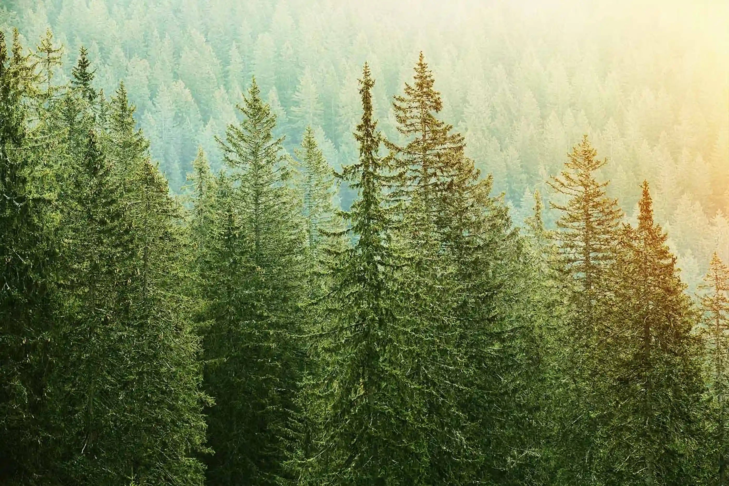 45 Sekunden Einfach Grinsen: Die Wissenschaft hinter einem Lächeln